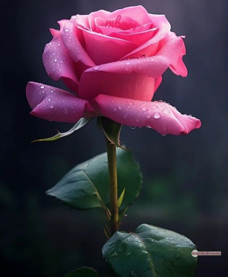 3300+ Beautiful Rose Flowers Image | Rose Flower HD Pic Download | 1329 bouquet of flowers for valentines -(22)