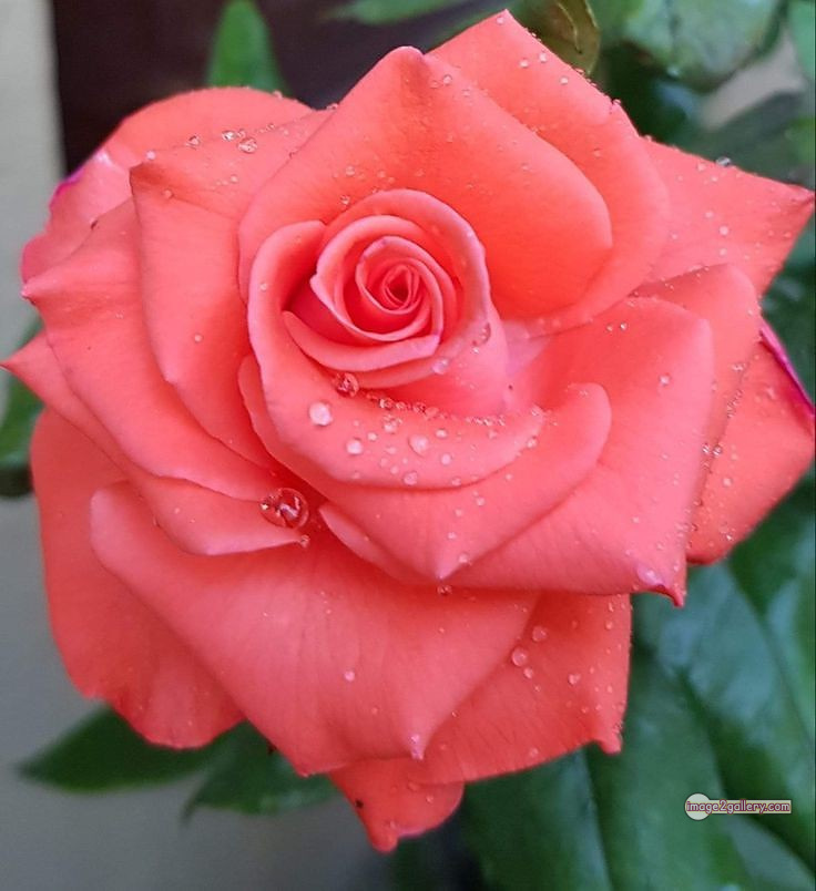 3300+ Beautiful Rose Flowers Image | Rose Flower HD Pic Download | 1919 bouquet of flowers for valentines -(25)
