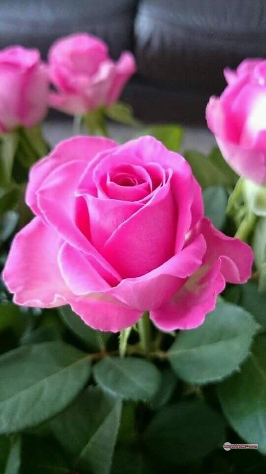 3300+ Beautiful Rose Flowers Image | Rose Flower HD Pic Download | 1565 bouquet of flowers for valentines day -(27)