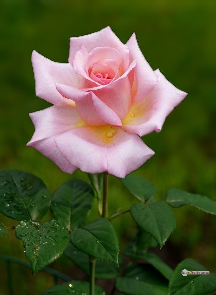 3300+ Beautiful Rose Flowers Image | Rose Flower HD Pic Download | 1429 bouquet of flowers for valentines -(3)