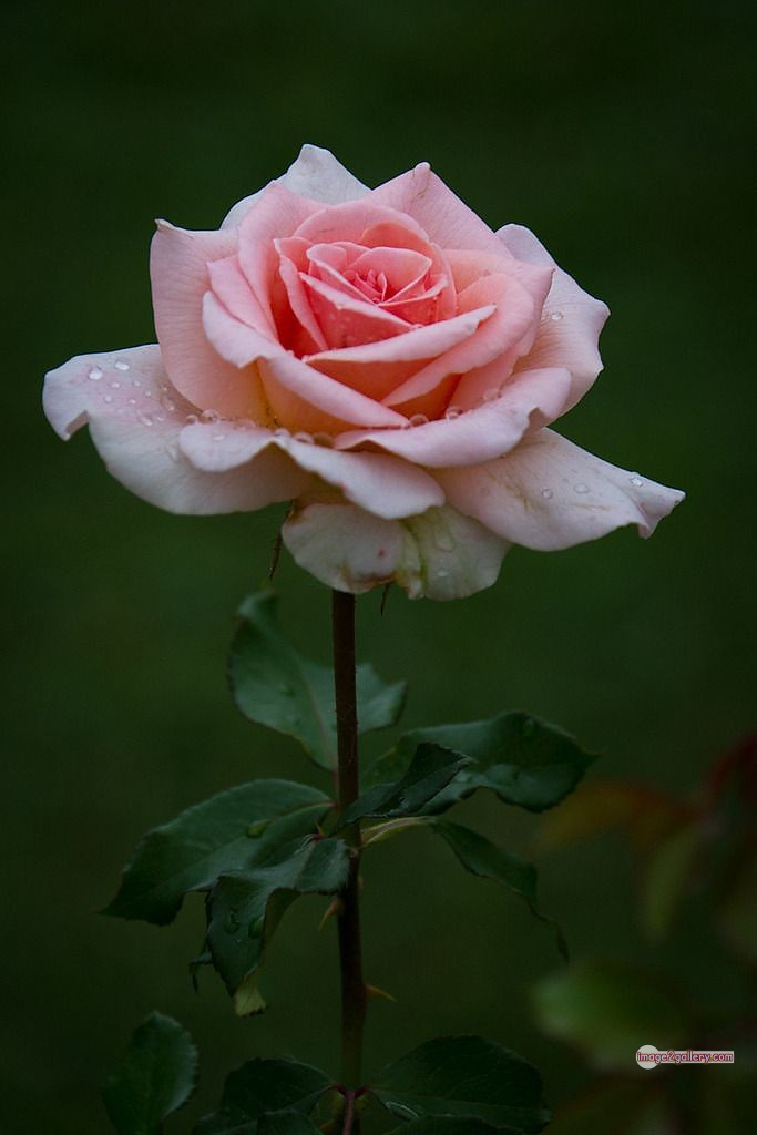 3300+ Beautiful Rose Flowers Image | Rose Flower HD Pic Download | 1973 bouquet of flowers for valentines -(4)