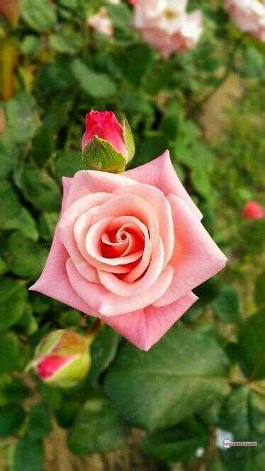 3300+ Beautiful Rose Flowers Image | Rose Flower HD Pic Download | 1930 bouquet of flowers for valentines -(5)