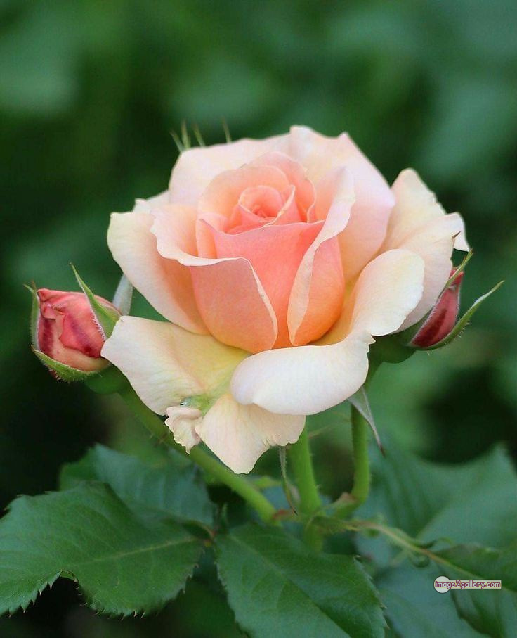 3300+ Beautiful Rose Flowers Image | Rose Flower HD Pic Download | 1931 bouquet of flowers for valentines -(7)