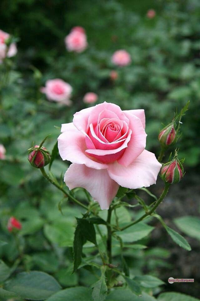 3300+ Beautiful Rose Flowers Image | Rose Flower HD Pic Download | 634 bouquet of flowers for valentines -(8)