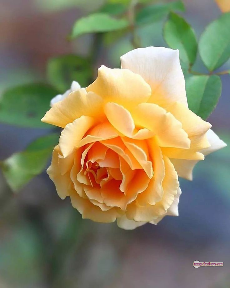 3300+ Beautiful Rose Flowers Image | Rose Flower HD Pic Download | 9 bouquet of flowers for valentines -(9)