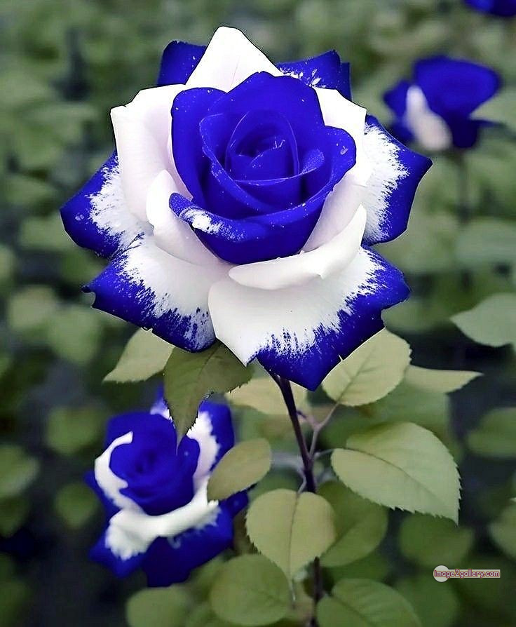 3300+ Beautiful Rose Flowers Image | Rose Flower HD Pic Download | 573 bouquet of flowers for valentines day -(1)