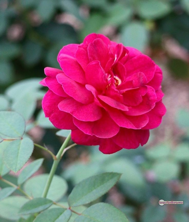 3300+ Beautiful Rose Flowers Image | Rose Flower HD Pic Download | 1269 bouquet of flowers for valentines day -(10)