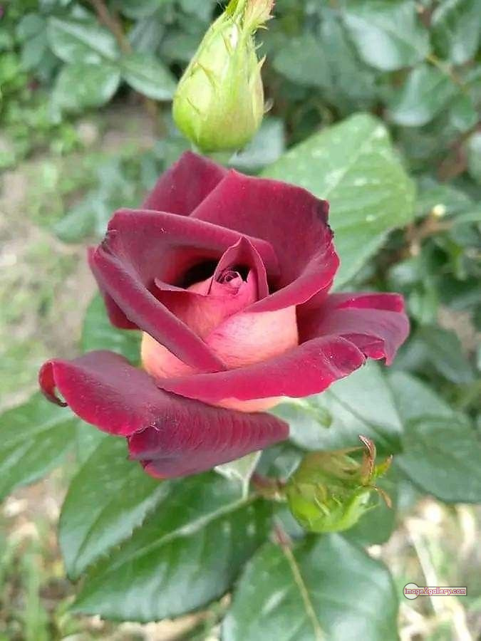 3300+ Beautiful Rose Flowers Image | Rose Flower HD Pic Download | 1268 bouquet of flowers for valentines day -(11)