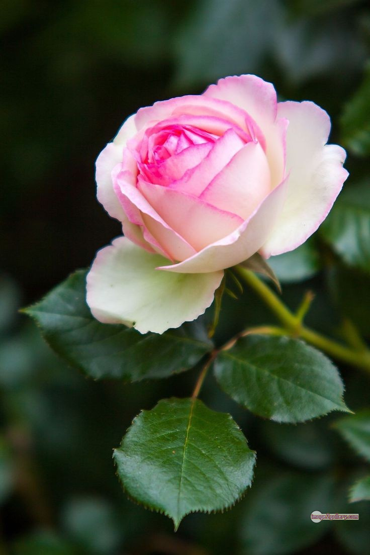 3300+ Beautiful Rose Flowers Image | Rose Flower HD Pic Download | 1975 bouquet of flowers for valentines day -(14)