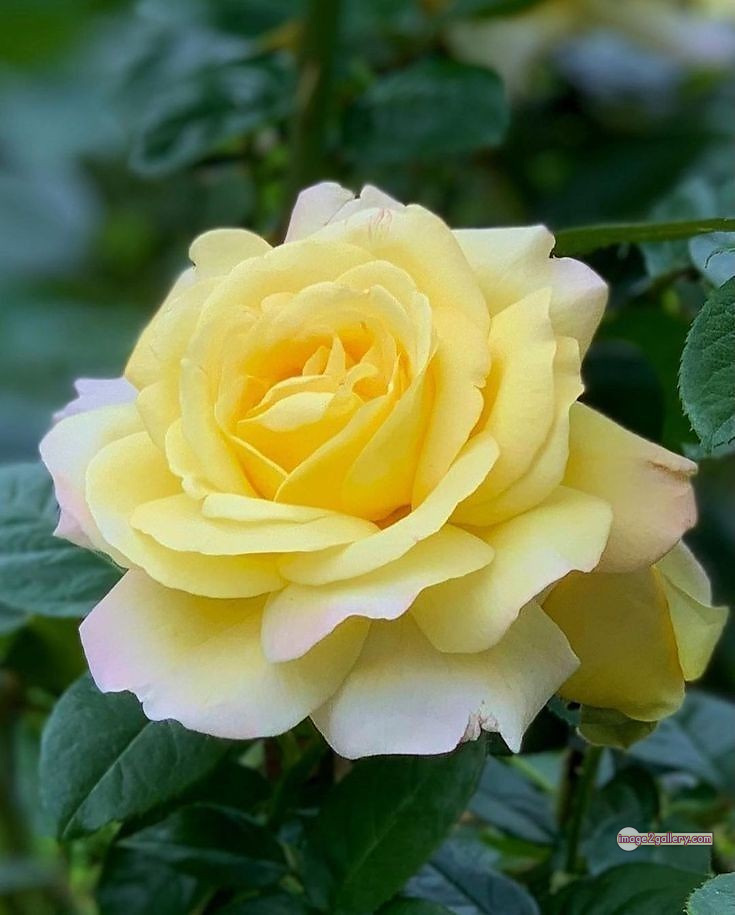 3300+ Beautiful Rose Flowers Image | Rose Flower HD Pic Download | 1270 bouquet of flowers for valentines day -(16)