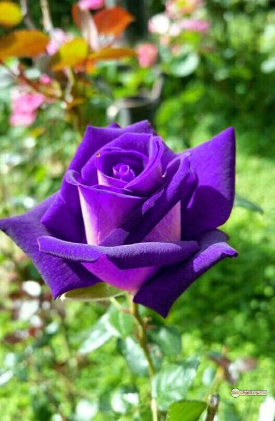 3300+ Beautiful Rose Flowers Image | Rose Flower HD Pic Download | 252 bouquet of flowers for valentines day -(17)