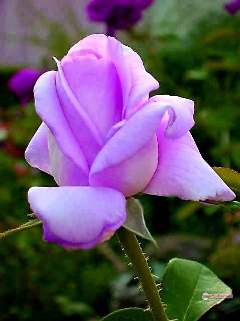 3300+ Beautiful Rose Flowers Image | Rose Flower HD Pic Download | 677 bouquet of flowers for valentines day -(19)