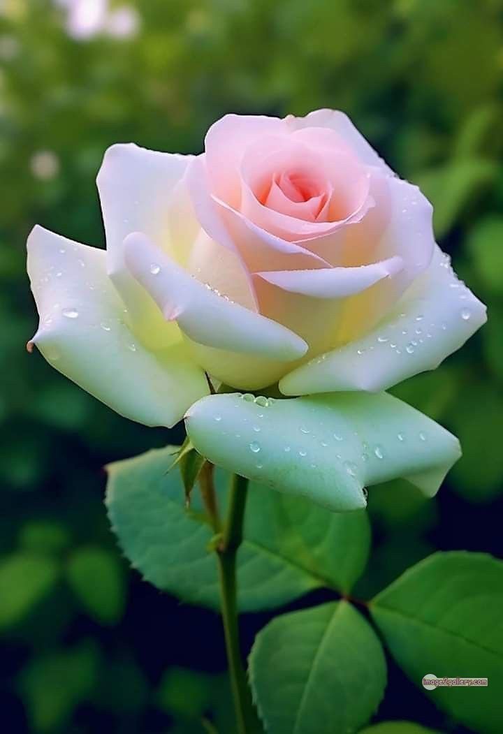 3300+ Beautiful Rose Flowers Image | Rose Flower HD Pic Download | 1271 bouquet of flowers for valentines day -(20)
