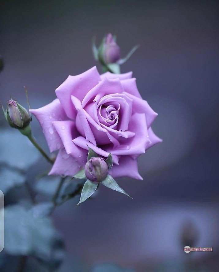 3300+ Beautiful Rose Flowers Image | Rose Flower HD Pic Download | 95 bouquet of flowers for valentines day -(22)