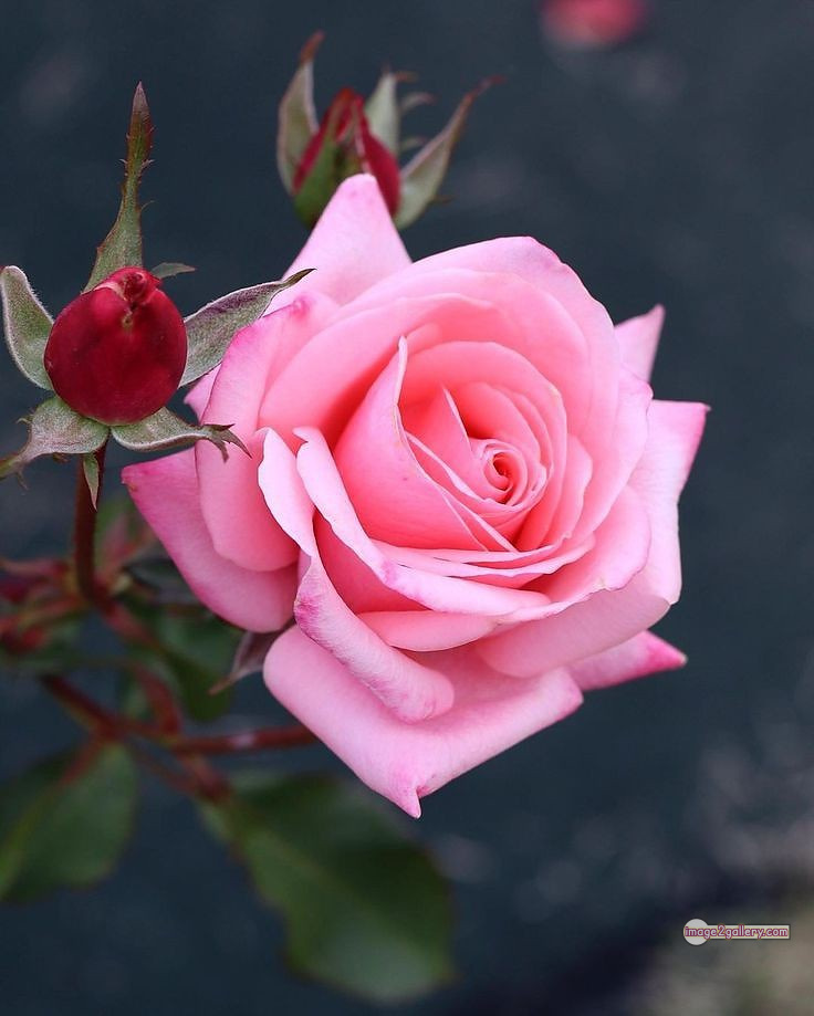 3300+ Beautiful Rose Flowers Image | Rose Flower HD Pic Download | 988 bouquet of flowers for valentines day -(24)