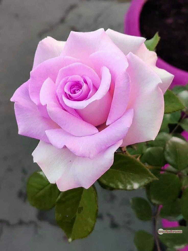 3300+ Beautiful Rose Flowers Image | Rose Flower HD Pic Download | 1914 bouquet of flowers for valentines day -(26)