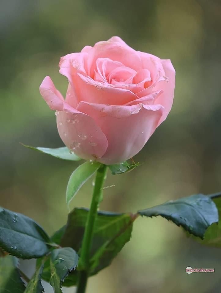 3300+ Beautiful Rose Flowers Image | Rose Flower HD Pic Download | 1918 bouquet of flowers for valentines day -(3)