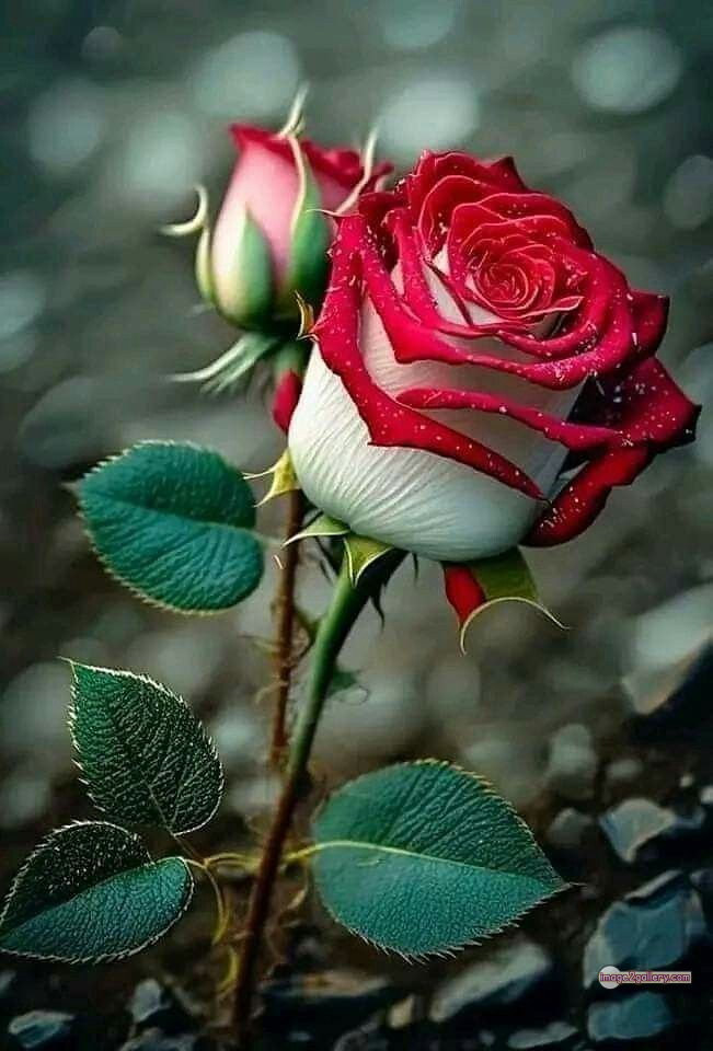 3300+ Beautiful Rose Flowers Image | Rose Flower HD Pic Download | 1326 bouquet of flowers for valentines day -(5)
