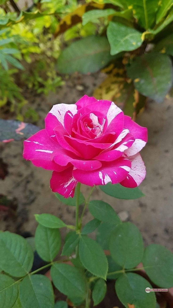 3300+ Beautiful Rose Flowers Image | Rose Flower HD Pic Download | 237 bouquet of flowers for valentines day -(8)