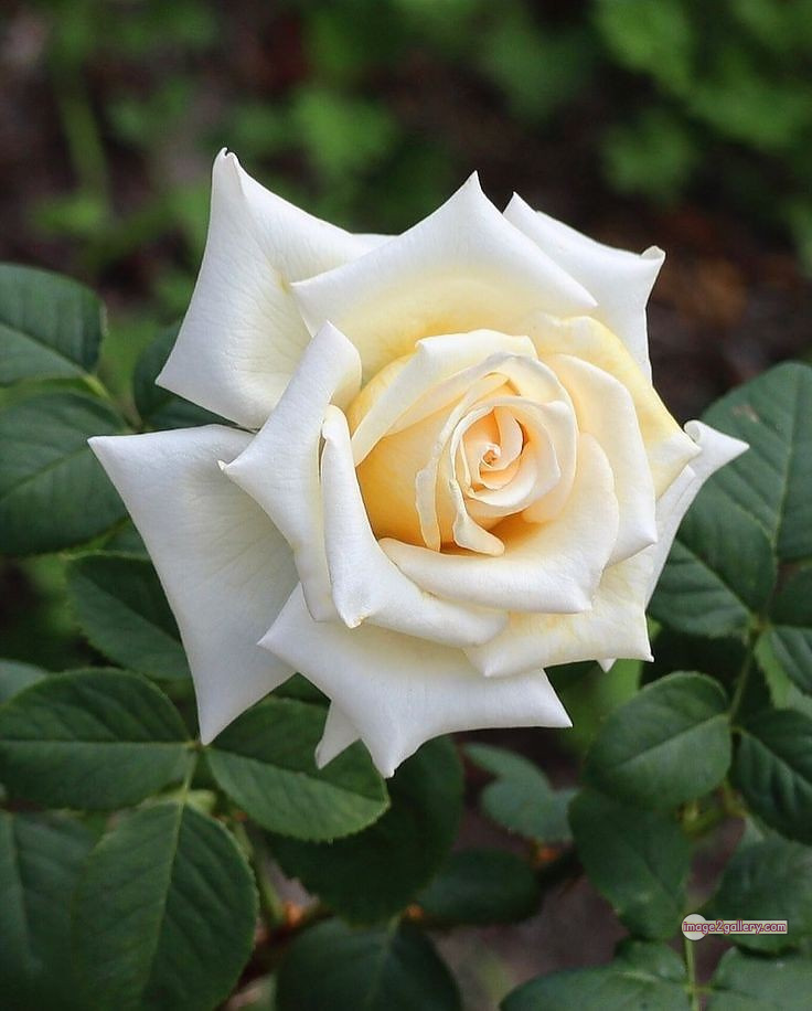 3300+ Beautiful Rose Flowers Image | Rose Flower HD Pic Download | 1585 bouquet of flowers white roses -(12)