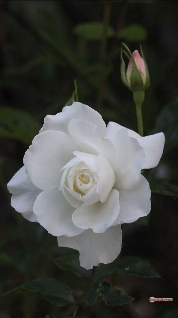 3300+ Beautiful Rose Flowers Image | Rose Flower HD Pic Download | 1830 bouquet of flowers white roses -(13)