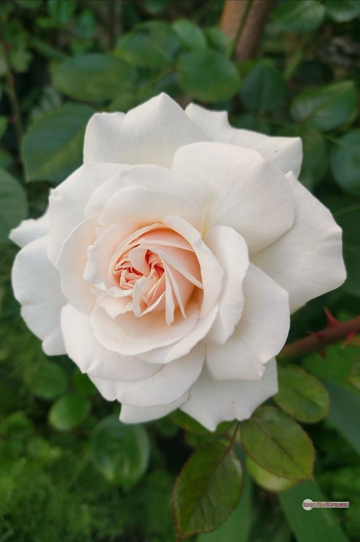3300+ Beautiful Rose Flowers Image | Rose Flower HD Pic Download | 1110 bouquet of flowers white roses -(14)
