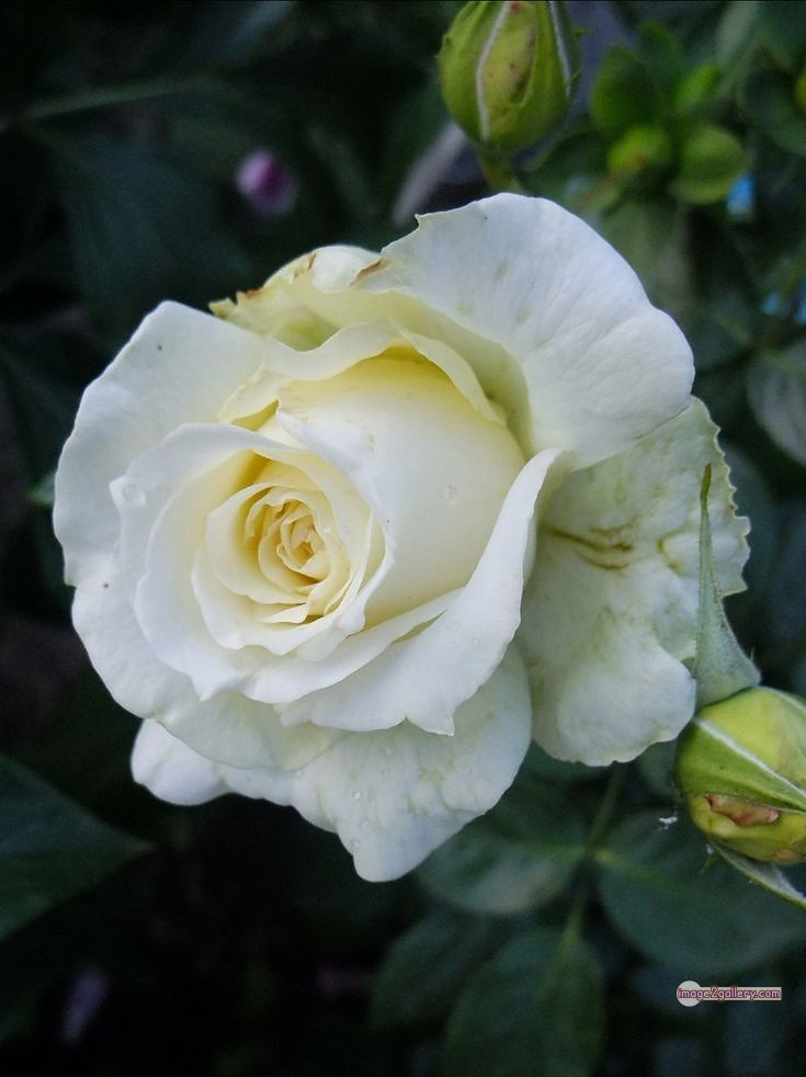 3300+ Beautiful Rose Flowers Image | Rose Flower HD Pic Download | 2881 bouquet of flowers white roses -(15)