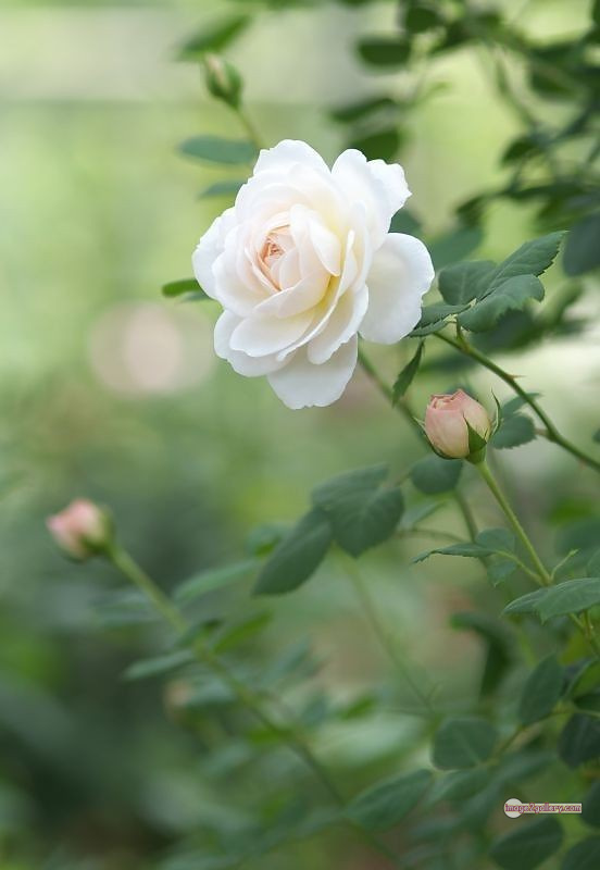 3300+ Beautiful Rose Flowers Image | Rose Flower HD Pic Download | 178 bouquet of flowers white roses -(3)