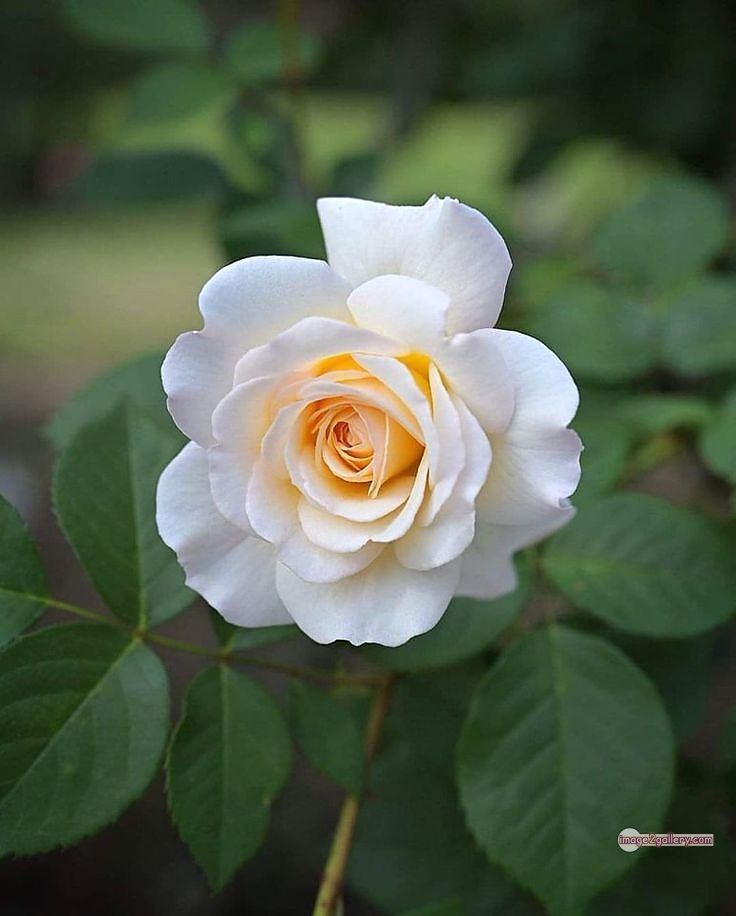 3300+ Beautiful Rose Flowers Image | Rose Flower HD Pic Download | 1126 bouquet of flowers white roses -(4)