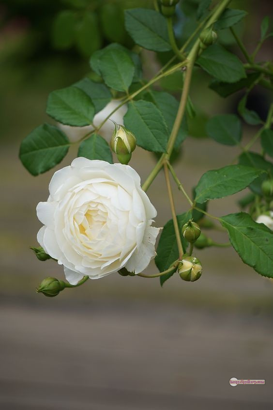 3300+ Beautiful Rose Flowers Image | Rose Flower HD Pic Download | 1073 bouquet of flowers white roses -(5)