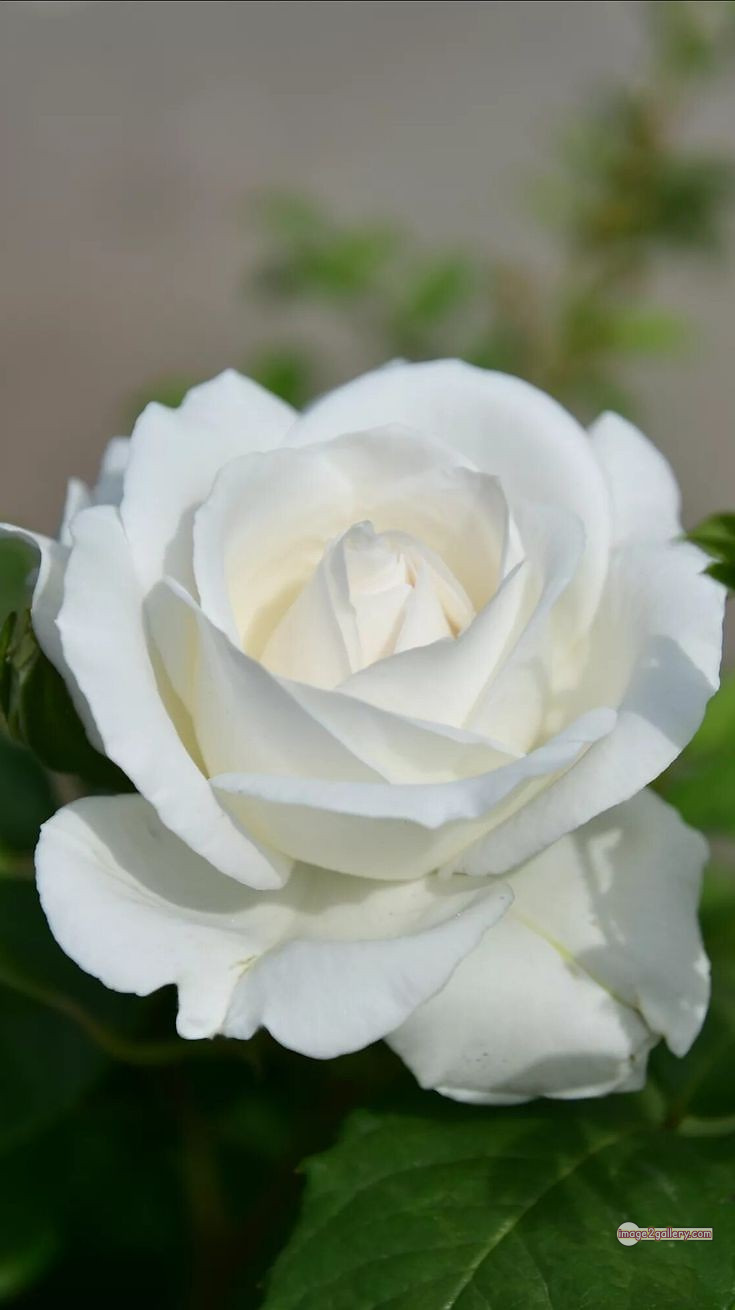 3300+ Beautiful Rose Flowers Image | Rose Flower HD Pic Download | 2880 bouquet of flowers white roses -(6)