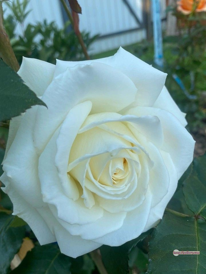 3300+ Beautiful Rose Flowers Image | Rose Flower HD Pic Download | 1109 bouquet of flowers white roses -(8)