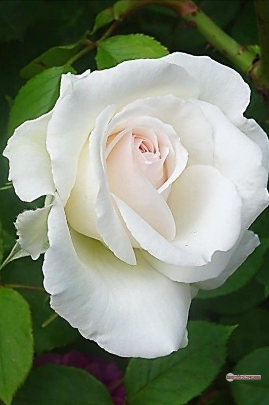3300+ Beautiful Rose Flowers Image | Rose Flower HD Pic Download | 1179 bouquet of flowers white roses -(9)