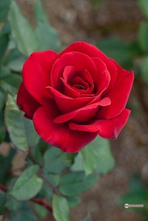 3300+ Beautiful Rose Flowers Image | Rose Flower HD Pic Download | 328 bouquet of red roses images -(11)