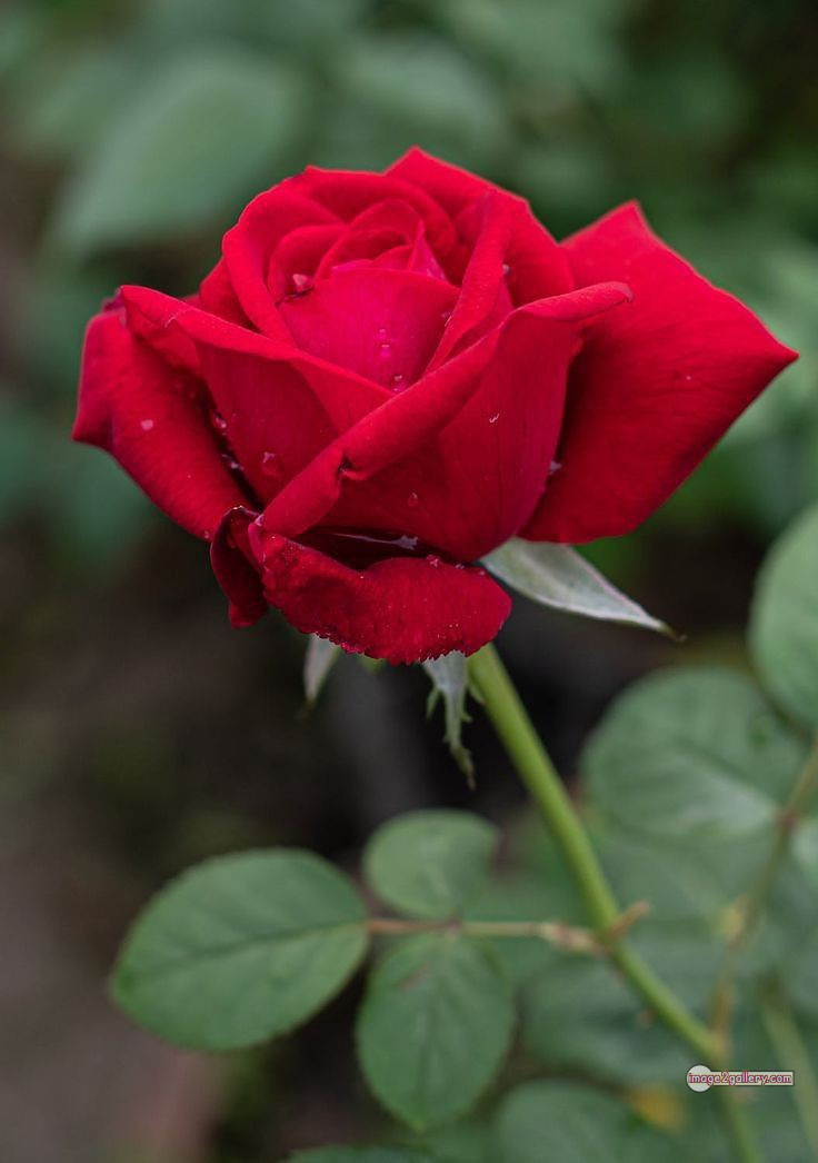 3300+ Beautiful Rose Flowers Image | Rose Flower HD Pic Download | 1416 bouquet of red roses images -(12)