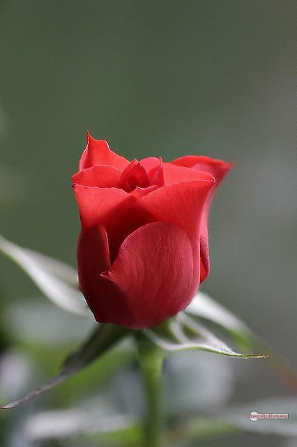 3300+ Beautiful Rose Flowers Image | Rose Flower HD Pic Download | 2375 bouquet of red roses images -(13)