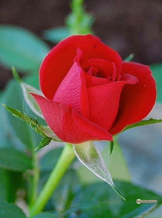 3300+ Beautiful Rose Flowers Image | Rose Flower HD Pic Download | 2288 bouquet of red roses images -(14)
