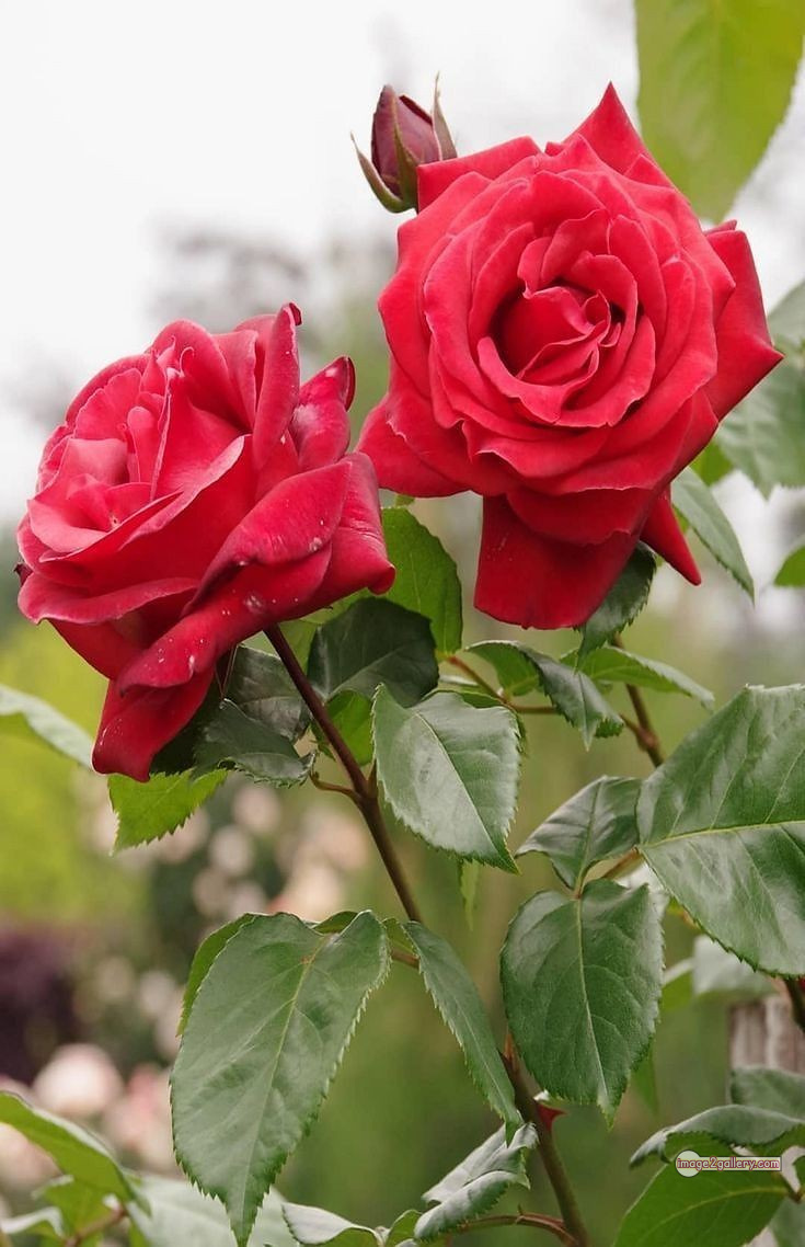3300+ Beautiful Rose Flowers Image | Rose Flower HD Pic Download | 329 bouquet of red roses images -(15)