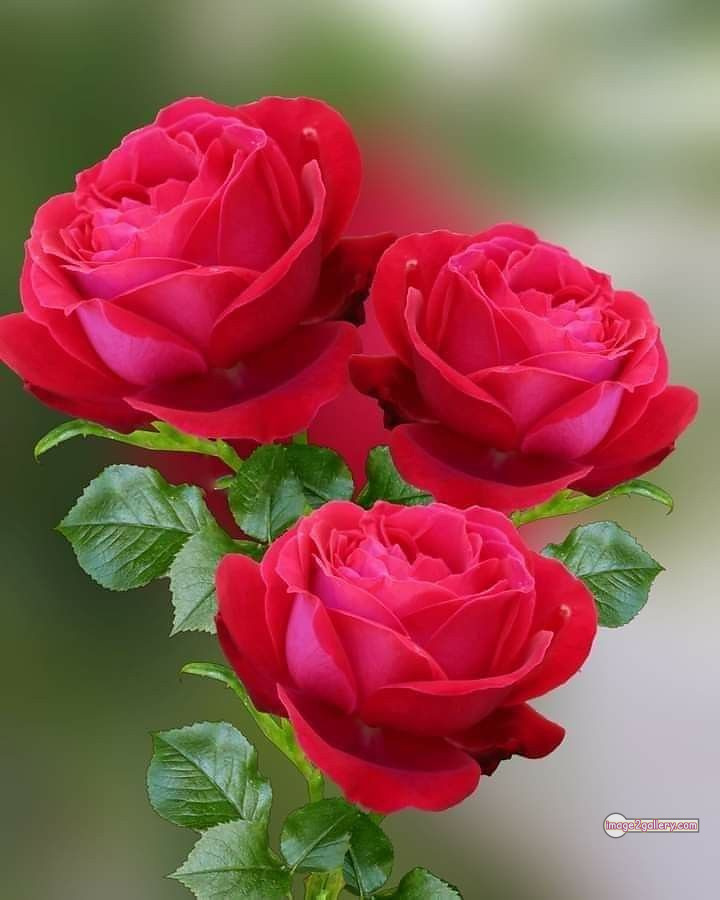 3300+ Beautiful Rose Flowers Image | Rose Flower HD Pic Download | 1355 bouquet of red roses images -(16)