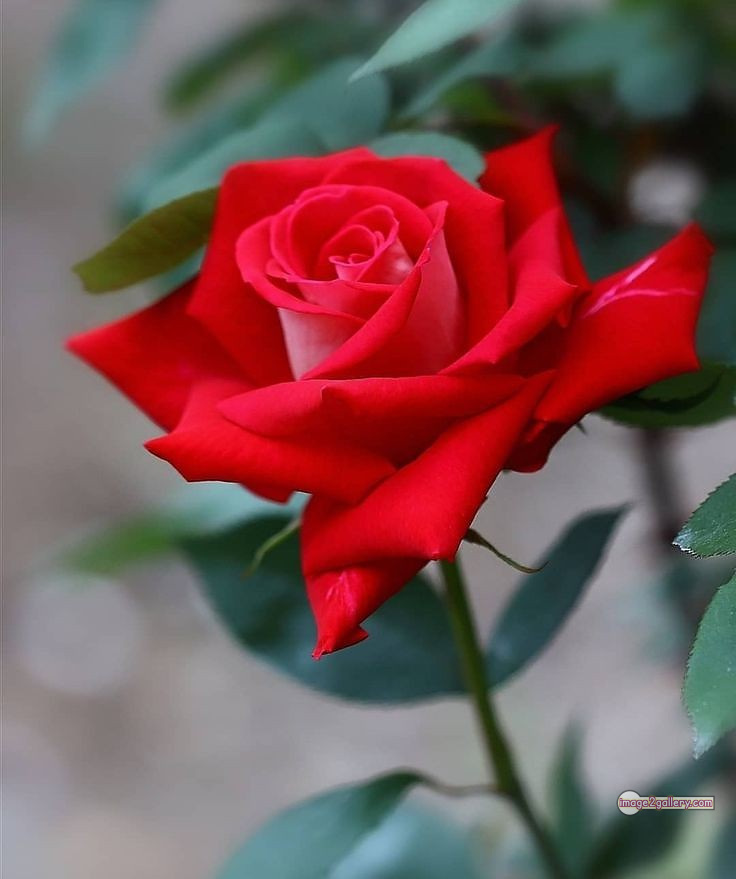 3300+ Beautiful Rose Flowers Image | Rose Flower HD Pic Download | 1314 bouquet of red roses images -(17)