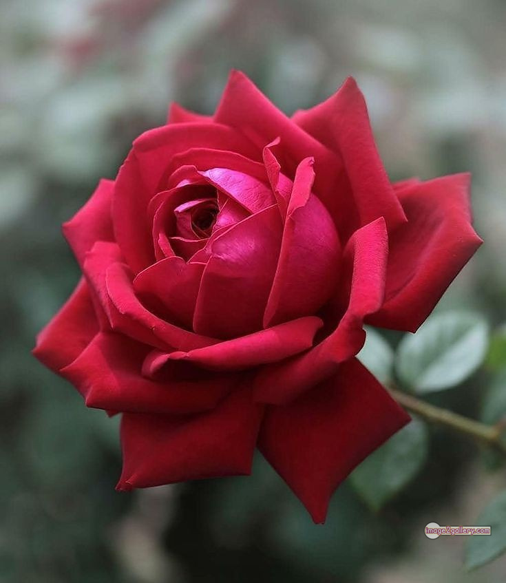 3300+ Beautiful Rose Flowers Image | Rose Flower HD Pic Download | 1490 bouquet of red roses images -(18)