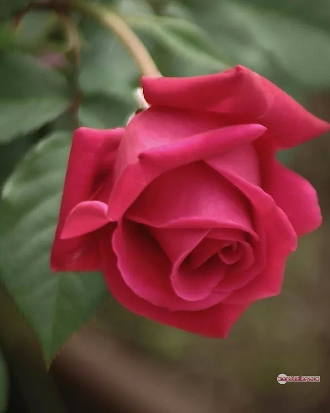 3300+ Beautiful Rose Flowers Image | Rose Flower HD Pic Download | 1441 bouquet of red roses images -(19)