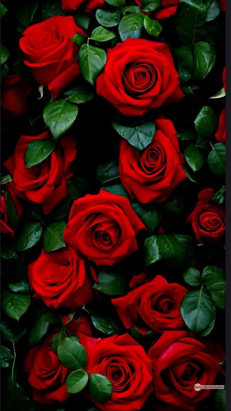 3300+ Beautiful Rose Flowers Image | Rose Flower HD Pic Download | 73 bouquet of red roses images -(4)