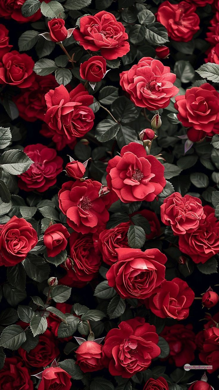 3300+ Beautiful Rose Flowers Image | Rose Flower HD Pic Download | 2408 bouquet of red roses images -(5)