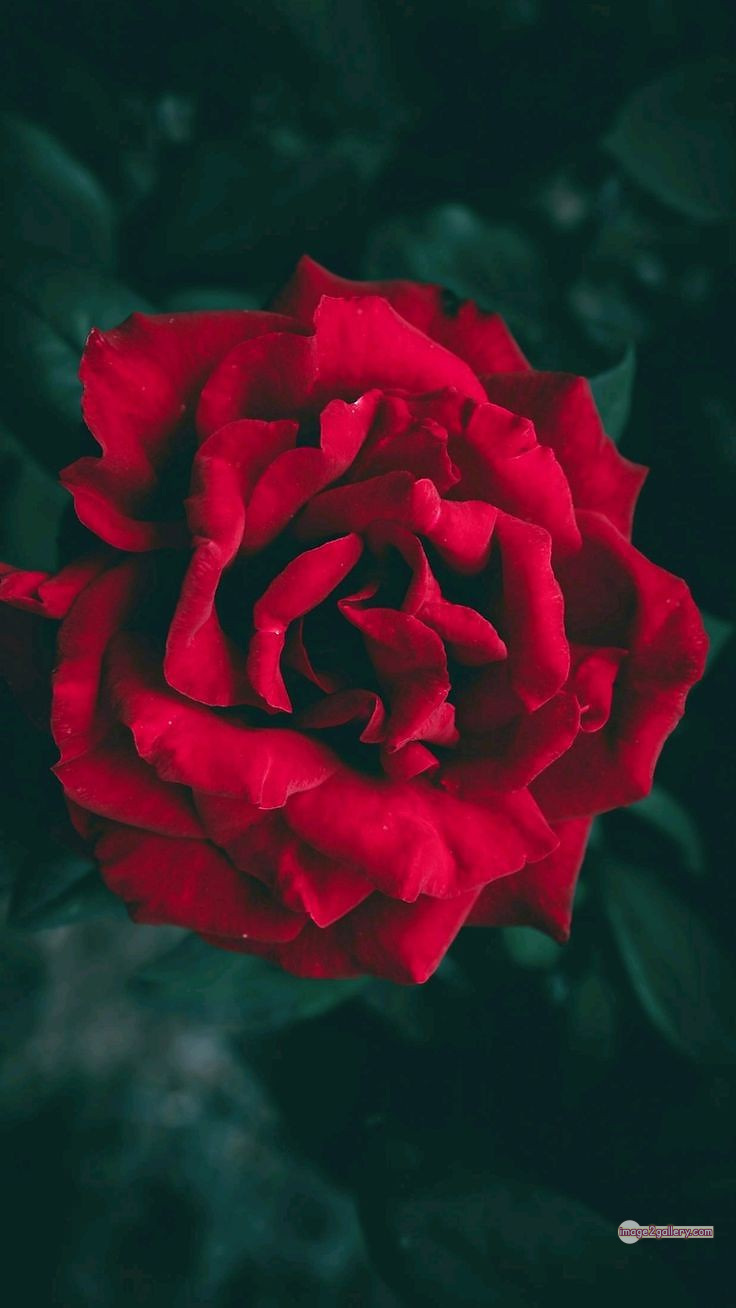 3300+ Beautiful Rose Flowers Image | Rose Flower HD Pic Download | 2407 bouquet of red roses images -(7)