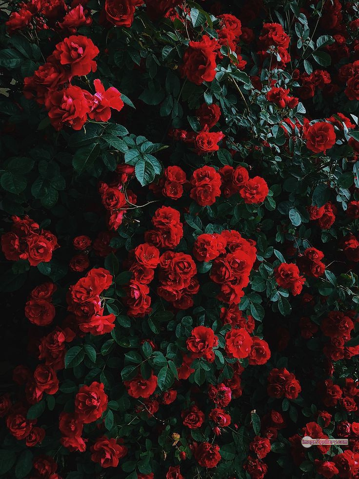 3300+ Beautiful Rose Flowers Image | Rose Flower HD Pic Download | 2406 bouquet of red roses images -(8)