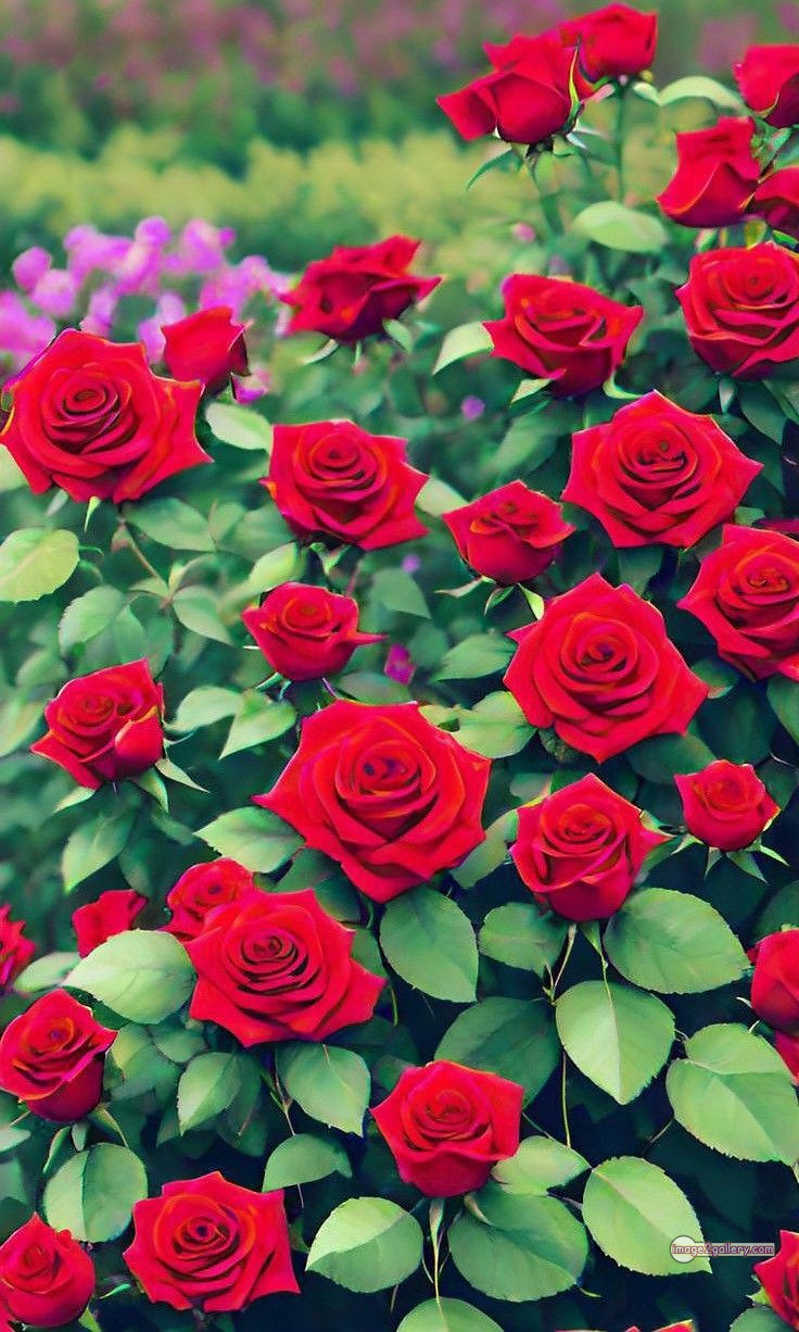 3300+ Beautiful Rose Flowers Image | Rose Flower HD Pic Download | 1485 bouquet of red roses images -(9)