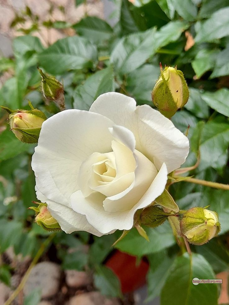3300+ Beautiful Rose Flowers Image | Rose Flower HD Pic Download | 2983 bouquet of roses white -