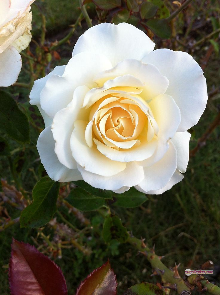 3300+ Beautiful Rose Flowers Image | Rose Flower HD Pic Download | 2879 bouquet of roses white -(1)