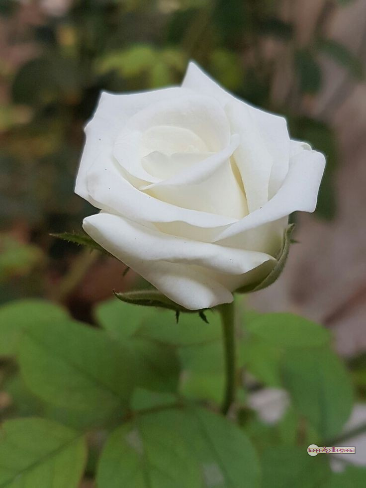 3300+ Beautiful Rose Flowers Image | Rose Flower HD Pic Download | 1125 bouquet of roses white -(10)